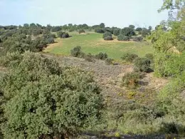 Consultar en Ciudad Real