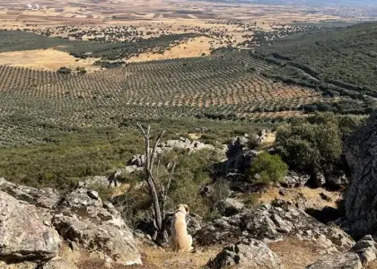 Excelente finca de caza bien comunicada en proximidad almodovar en Almodóvar del Campo