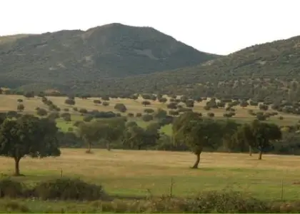 Finca de caza, agricola y ganadera en Puertollano