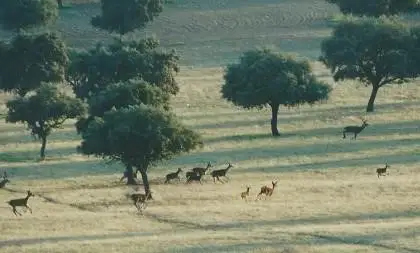 Finca de caza, agricola y ganadera en Puertollano