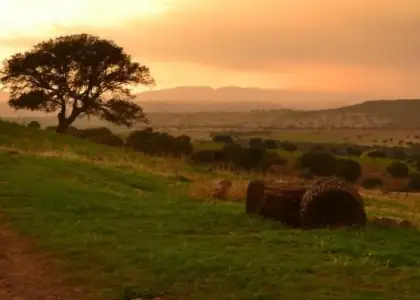 Finca de caza, agricola y ganadera en Puertollano