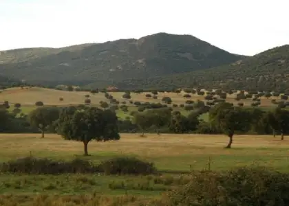 Finca de caza, agricola y ganadera en Puertollano