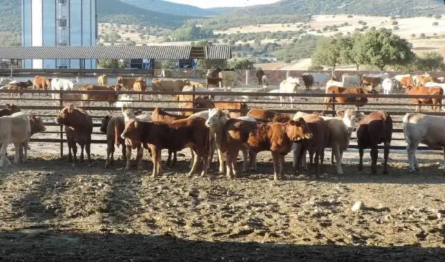 Finca de caza, agricola y ganadera en Puertollano