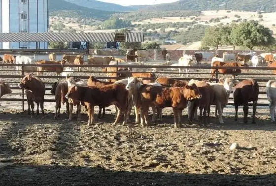 Finca de caza, agricola y ganadera en Puertollano