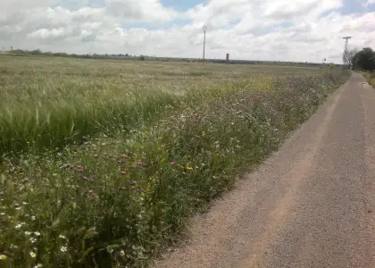 FINCA RUSTICA DE 80 h VIÑA EMPARRADA en Socuéllamos