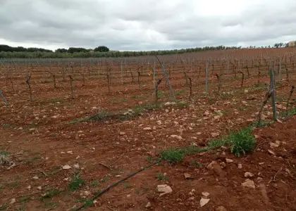 Finca Rústica en Valdepeñas, Carretara del Cristo en Valdepeñas