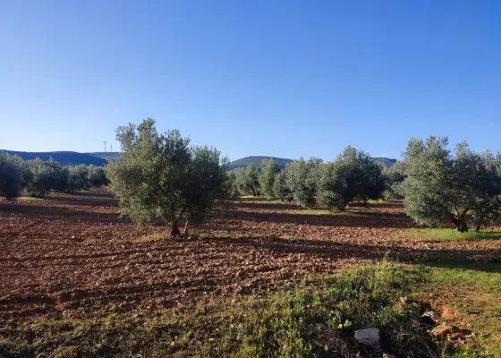 Finca Rústica en Valdepeñas, Carretara del Cristo