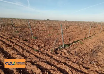 Finca Rústica en Valdepeñas, Carretera Daimiel en Valdepeñas