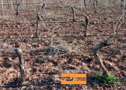 Finca Rústica en Valdepeñas, Carretera Daimiel en Valdepeñas