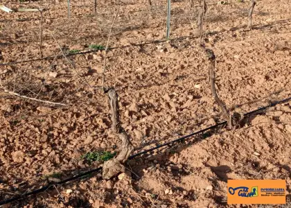 Finca Rústica en Valdepeñas, Carretera Daimiel en Valdepeñas