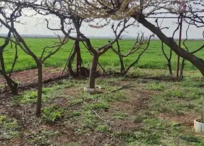 Finca Rústica en Valdepeñas, Carretera Daimiel en Valdepeñas
