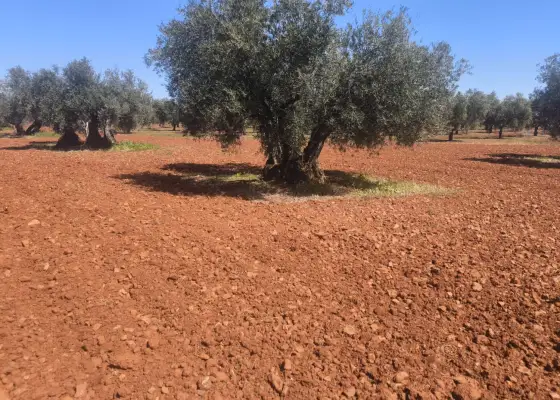 Finca Rústica en Valdepeñas, Carretera Daimiel