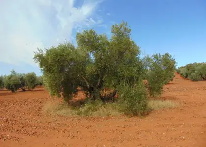 Finca Rústica en Valdepeñas, Carretera de Cozar en Valdepeñas