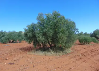 Finca Rústica en Valdepeñas, Carretera de Cozar en Valdepeñas