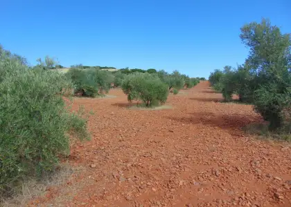 Finca Rústica en Valdepeñas, Carretera de Cozar en Valdepeñas
