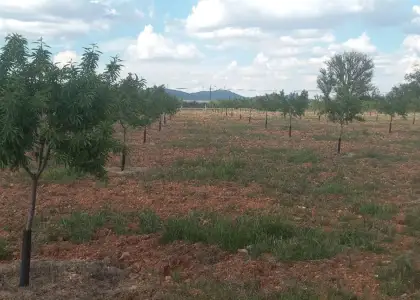 Finca Rústica en Valdepeñas, Carretera Infantes en Valdepeñas