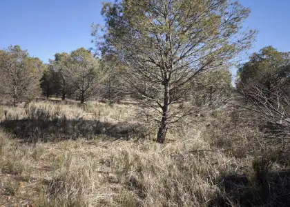Finca Rústica en Valdepeñas, Carretera Infantes en Valdepeñas