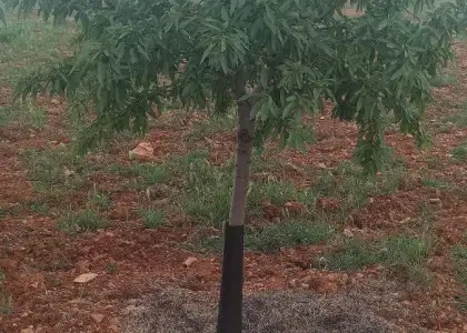 Finca Rústica en Valdepeñas, Carretera Infantes en Valdepeñas
