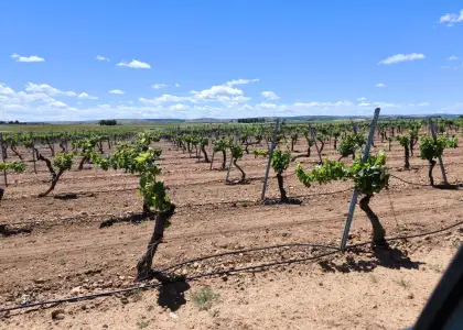 Finca Rústica en Valdepeñas, Carretera Moral en Valdepeñas