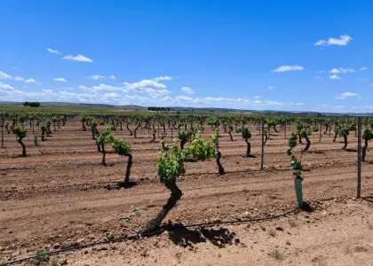 Finca Rústica en Valdepeñas, Carretera Moral en Valdepeñas
