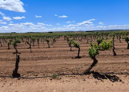 Finca Rústica en Valdepeñas, Carretera Moral en Valdepeñas
