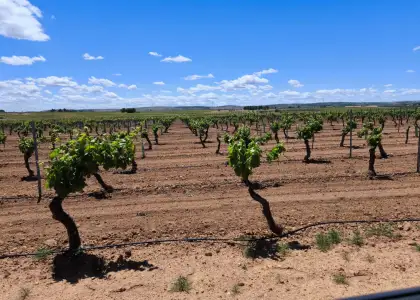 Finca Rústica en Valdepeñas, Carretera Moral en Valdepeñas