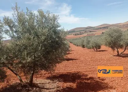 Finca Rústica en Valdepeñas, Carretera Santa Cruz en Valdepeñas