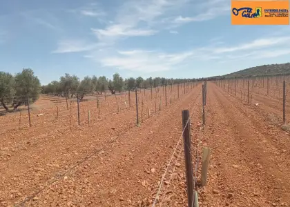 Finca Rústica en Valdepeñas, Carretera Santa Cruz en Valdepeñas