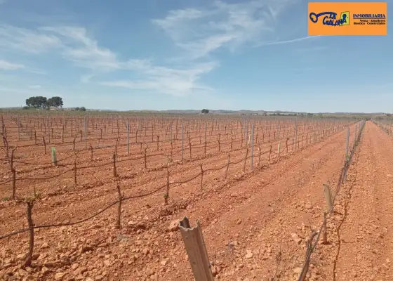 Finca Rústica en Valdepeñas, Carretera Santa Cruz