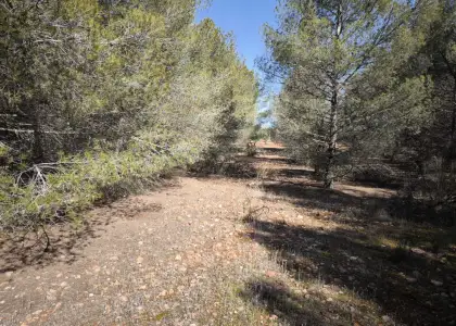 Finca Rústica en Valdepeñas, Carretera Torre Nueva en Valdepeñas