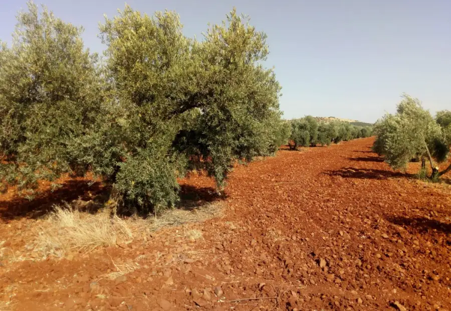Finca Rústica en Valdepeñas, Carretera Torre Nueva en Valdepeñas