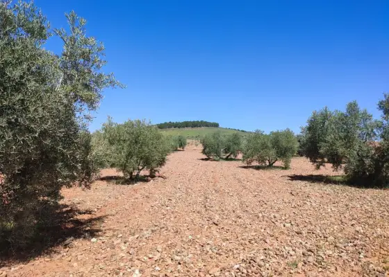 Finca Rústica en Valdepeñas, Carretera Torre Nueva