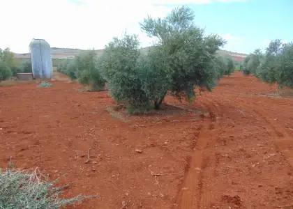 Finca Rústica en Valdepeñas, Nacional - IV en Valdepeñas