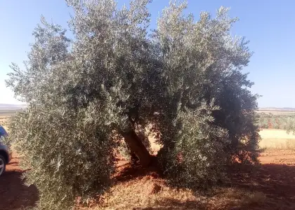 Finca Rústica en Valdepeñas, Nacional - IV en Valdepeñas