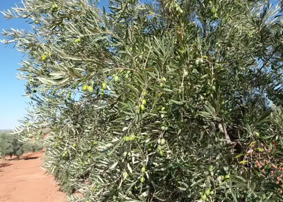 Finca Rústica en Valdepeñas, Nacional - IV