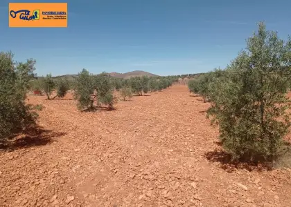 Finca Rústica en Valdepeñas, Valdepeñas en Valdepeñas