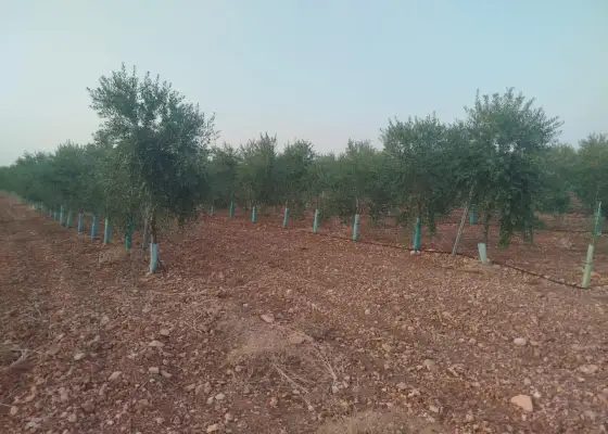 Finca rústica en venta en Arenas de San Juan