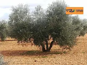Finca Rústica Venta Carretera Daimiel, Valdepeñas