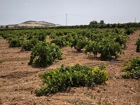 Finca Rústica Venta Valdepeñas, Valdepeñas