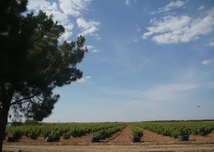 Se vende finca de viñedo en termino de socuellamos con derechos de riego en toda la finca en Socuéllamos