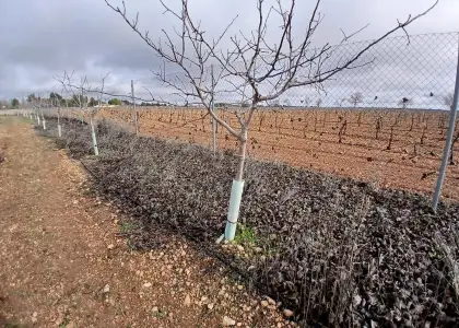 Terreno / No urbanizable En Venta Carretera Solana, Argamasilla de Alba en Argamasilla de Alba