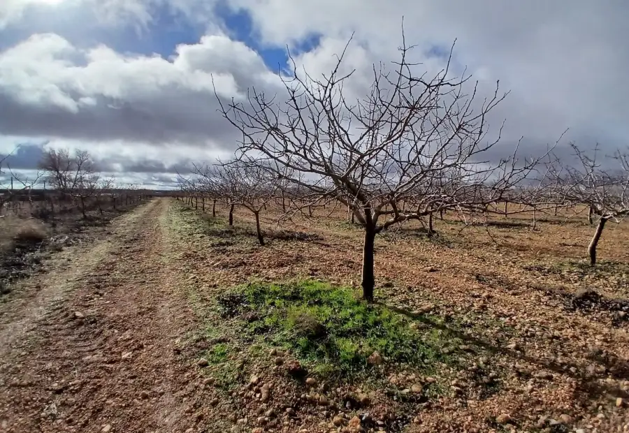 Terreno / No urbanizable En Venta Carretera Solana, Argamasilla de Alba en Argamasilla de Alba
