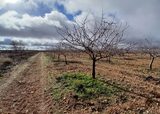 Terreno / No urbanizable En Venta Carretera Solana, Argamasilla de Alba