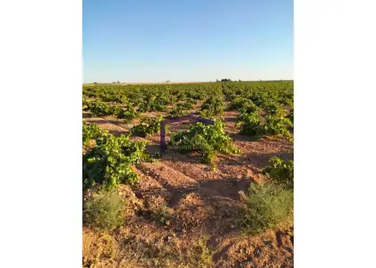 venta de finca rústica en Manzanares, Carretera de villarrubia en Manzanares