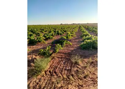 venta de finca rústica en Manzanares, Carretera de villarrubia en Manzanares