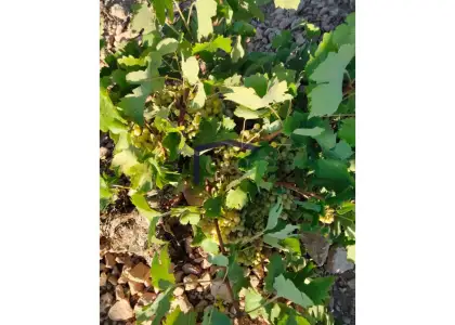 venta de finca rústica en Manzanares, Carretera de villarrubia en Manzanares