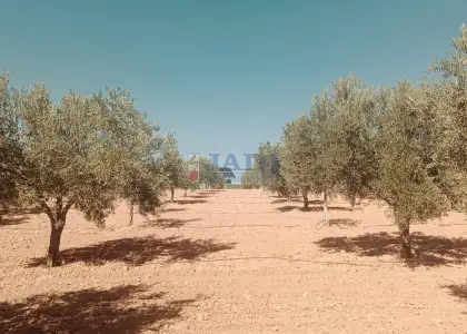 venta de finca rústica en Valdepeñas, CAMPO en Valdepeñas
