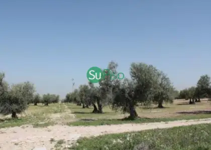 venta de finca rústica en Yeles, yeles en Yeles