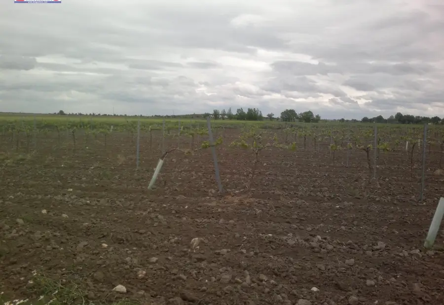 venta de viña emparrada de 11h de macabeo, agua 20.000m3 año en Tomelloso